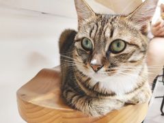 -Heymao猫咖.咖啡厅(东门店)