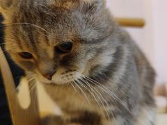 -猫咪派对(江南西店)