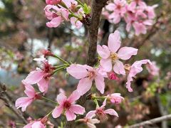 -天适樱花悠乐园