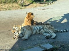 -大连森林动物园