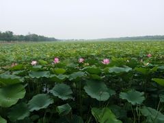 -西青郊野公园