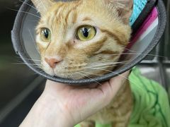 -瑞派动物医院·猫专科·至诚(江南中分院)