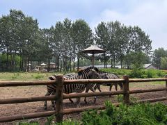 -大连森林动物园