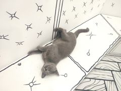 -白夜2D咖啡馆