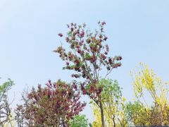 -永定河休闲森林公园