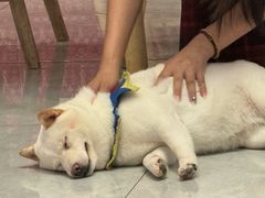 -柴犬小屋·柴餐厅·狗咖食堂(金鼎广场店)