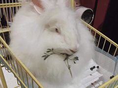 -猫色咖啡·猫咖
