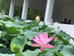 -丰台花园