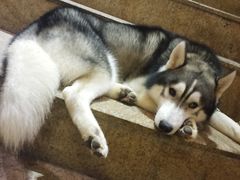 -more than meow吴止猫主题餐厅(承德 中船汇店)