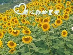 -紫颐香薰山谷景区