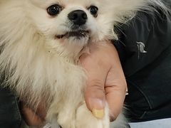 -顺强宠物诊所·狂犬免疫·夜诊·骨科(嘉定店)
