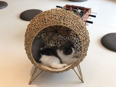 -飞行喵MR PILOT|猫舍·猫咖(静安大融城店)