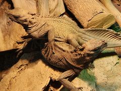 -上海大自然野生昆虫馆(东方明珠·爬宠昆虫探索中心)
