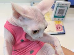 -格蕾宠物医院24H·猫科·肿瘤科·骨科中心(福州总院)