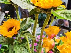 -植物学家的女儿(北马道巷店)