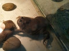 -上海大自然野生昆虫馆(东方明珠·爬宠昆虫探索中心)