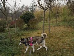 -桤木河湿地公园