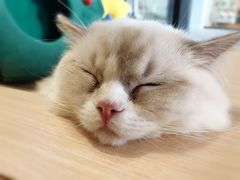 -瞄一喵猫咖(格力海岸店)