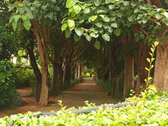 -亚龙湾国际玫瑰谷