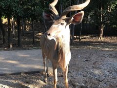 -清迈夜间动物园