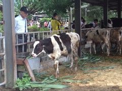 -瑞穗牧场