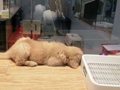 -狗道宠物(常熟印象城店)