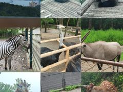 -大连森林动物园