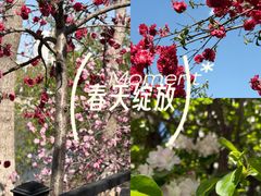 -桃花堤公园