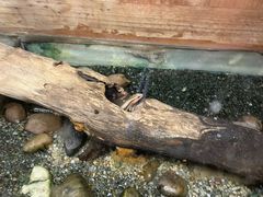 -上海大自然野生昆虫馆(东方明珠·爬宠昆虫探索中心)
