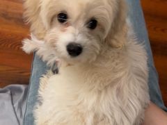 -翊宠yipet猫狗购宠庄园犬舍•猫舍