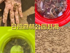 -日照海滨国家森林公园
