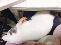 -爱贝特动物医院·猫口炎专科