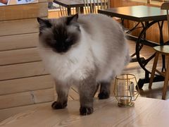 -猫的茶·猫咖