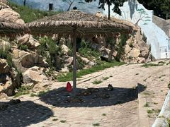 -西霞口神雕山野生动物世界