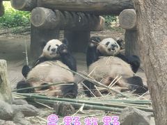 -都江堰中华大熊猫苑