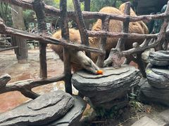 -长鹿旅游休博园