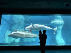 -海合安武汉极地海洋公园