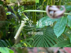 -中国科学院华南植物园