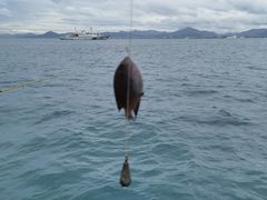 -小猫钓鱼海钓俱乐部(椰梦长廊店)