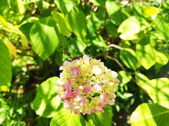 -上房园艺·梦花源