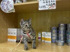 -中农大我爱我爱动物医院·核磁CT·猫病·24小时夜诊中心(石佛营店)