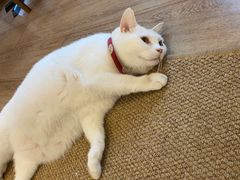 -有猫主题·治愈系猫咖(曾厝垵店)