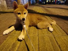 -畜牧兽医站(共江路店)