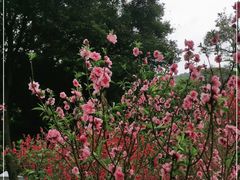 -桃花涧
