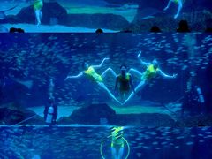 -海合安成都极地海洋公园