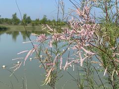 -野鸭湖国家湿地公园