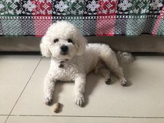 -哈尼爱宠·宠物生活会馆