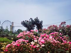 -花博汇(知音花月夜)