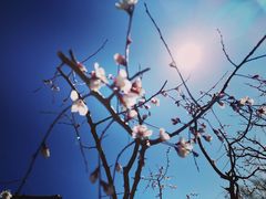 -永定河休闲森林公园