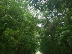 android_upload_pic-日照海滨国家森林公园